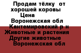 Продам тёлку, от хорошей коровы. › Цена ­ 45 000 - Воронежская обл., Кантемировский р-н Животные и растения » Другие животные   . Воронежская обл.